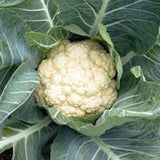 cauliflower snowball vegetable seeds