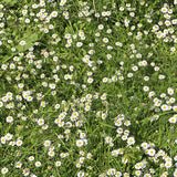 Herb Chamomile Lawn Seeds