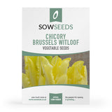 chicory brussels witloof heritage vegetable seeds