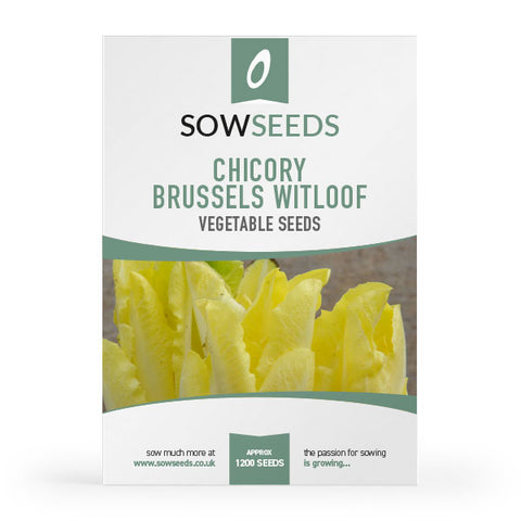 Chicory Brussels Witloof Seeds