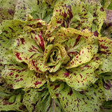 chicory radicchio variegato di castelfranco heritage vegetable seeds