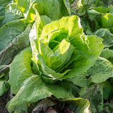 chicory pain de sucre agm vegetable seeds