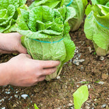 chicory pain de sucre agm vegetable seeds