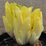 chicory brussels witloof heritage vegetable seeds