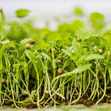 coriander microgreen seeds
