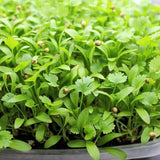 coriander microgreen seeds
