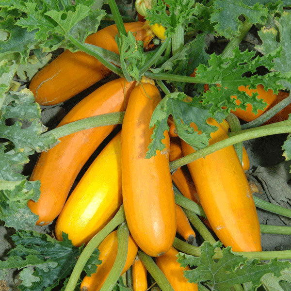 Courgette Gold Rush F1 Seeds Quality Seeds from Sow Seeds Ltd