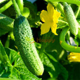 cucumber gherkin calimbo f1 vegetable seeds