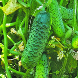 cucumber gherkin calimbo f1 vegetable seeds