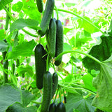 cucumber merlin f1 vegetable seeds