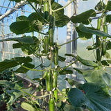 cucumber party time vegetable seeds