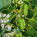 cucumber party time vegetable seeds