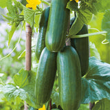 cucumber party time vegetable seeds