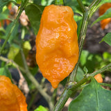 chilli pepper dorset naga orange seeds