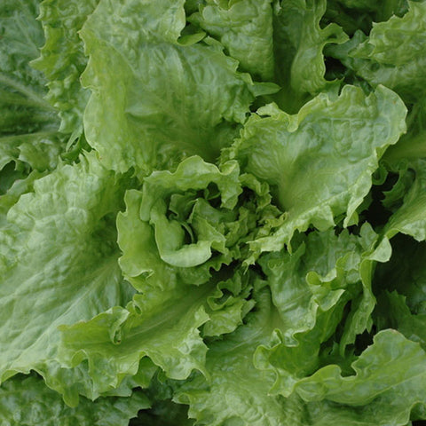 endive encornet de bordeaux vegetable seeds