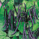 French Bean Climbing/Pole Cobra Vegetable Seed