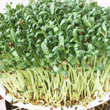 fenugreek microgreen sprouting seeds