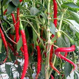 chilli pepper fiery tongues chilli seeds