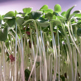 flax brown linseed microgreen seeds