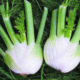 Florence Fennel Rondo F1 Seeds (AGM)