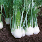 Florence Fennel Rondo F1 Seeds (AGM)