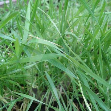 Forage Rye (Hungarian Grazing) Green Manure Seeds