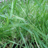 Forage Rye (Hungarian Grazing) Green Manure Seeds