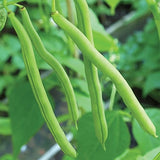French Bean Climbing/Pole Cobra Vegetable Seed