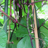 French Bean Climbing/Pole Cobra Vegetable Seed