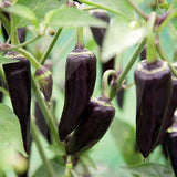 Gusto Purple F1 Chilli Seeds