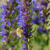 herb hyssop seeds