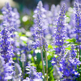 herb hyssop seeds