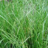 Italian Ryegrass Green Manure Seeds