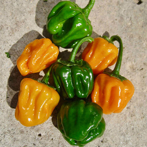 jamaican scotch bonnet yellow chilli seeds