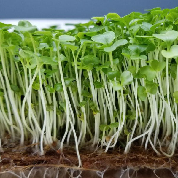 Kale Black Tuscany Microgreens Seeds Quality Seeds from Sow Seeds Ltd