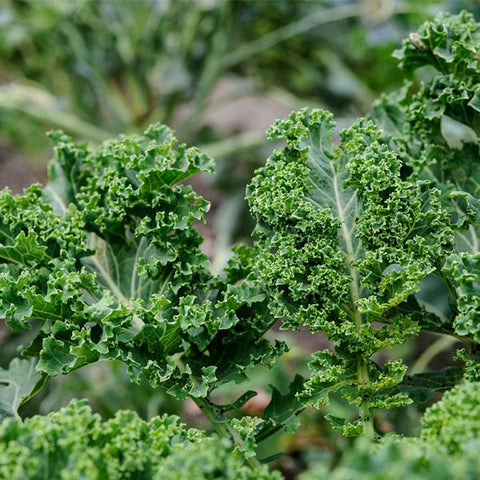 kale dwarf green curled vegetable seeds  Edit alt text