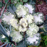 kale borecole emerald ice vegetable seeds