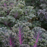 kale borecole midnight sun vegetable seeds