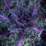 kale borecole midnight sun vegetable seeds