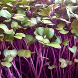 pink kale red kohl rabi microgreen sprouting seeds