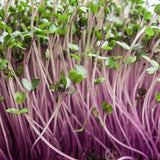 pink kale red kohl rabi microgreen sprouting seeds