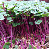 pink kale red kohl rabi microgreen sprouting seeds