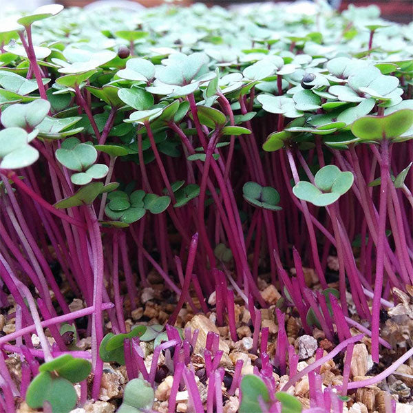 Pink Kale Microgreens Seeds | Quality Seeds from Sow Seeds Ltd