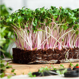 kale red russian microgreen sprouting seeds