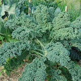 kale winterbor f1 arm vegetable seeds