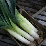 leek below zero f1 vegetable seeds