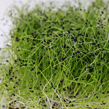 leek microgreen sprouting seeds