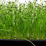 leek microgreen sprouting seeds