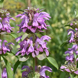 Lemon Mint (Monarda citriodora) herb seeds