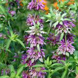 Lemon Mint (Monarda citriodora) herb seeds